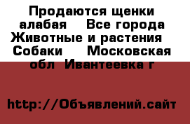 Продаются щенки алабая  - Все города Животные и растения » Собаки   . Московская обл.,Ивантеевка г.